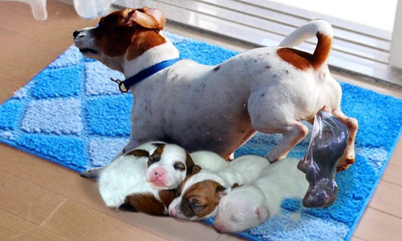 Mommy Jack Russell Dog Giving Birth To 5 Cute Puppies