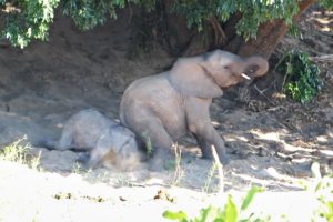 Mommy elephant teaches baby how to dust bath | Funny wild animals, play in a riverbed - Kruger Park