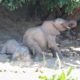 Mommy elephant teaches baby how to dust bath | Funny wild animals, play in a riverbed - Kruger Park