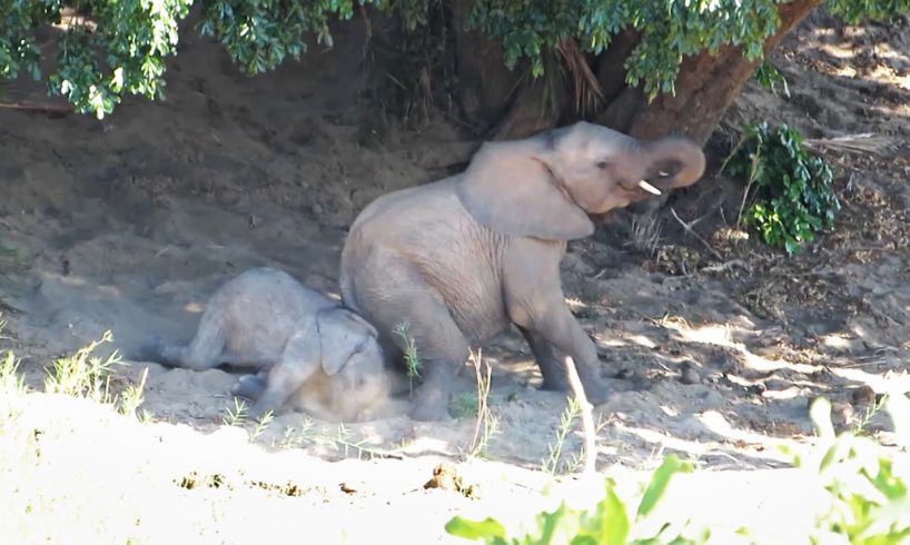 Mommy elephant teaches baby how to dust bath | Funny wild animals, play in a riverbed - Kruger Park