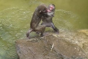 Monkey Fight:Animal Fight