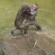 Monkey Fight:Animal Fight