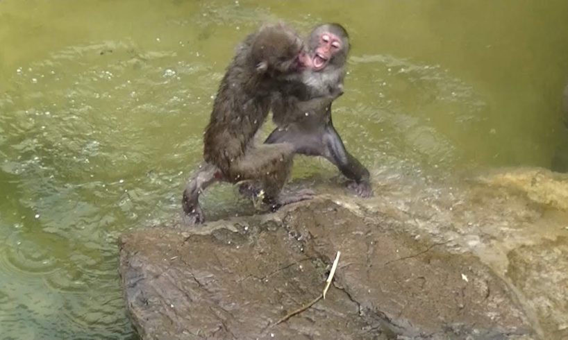 Monkey Fight:Animal Fight