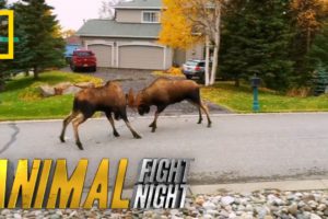 Moose v. Moose: The Battle For Love | Animal Fight Night