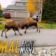 Moose v. Moose: The Battle For Love | Animal Fight Night