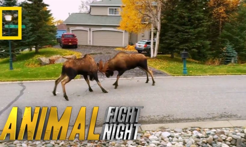 Moose v. Moose: The Battle For Love | Animal Fight Night