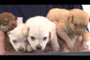 More Than 90 Animals Rescued from Arkansas