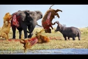 Most Amazing Animal Fights Caught On Camera - Lion, Crocodile, Hyena, Elephant, Zebra
