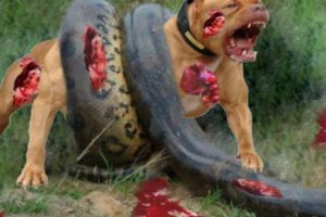 Most Amazing Giant Anaconda Attacks - Animal fights - Giant Anaconda VS Dog,Pitbull – kent