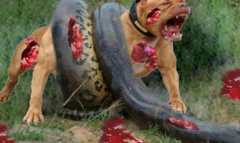 Most Amazing Giant Anaconda Attacks - Animal fights - Giant Anaconda VS Dog,Pitbull – kent