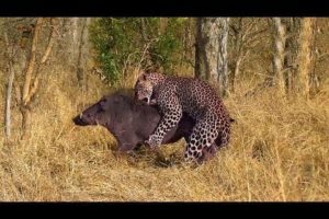 Most Amazing Moments Of Wild Animal Fights 2018 | Leopard vs Baby Warthog With An Unexpected Outcome