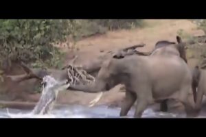 Most Amazing Moments Of Wild Animal Fights - Wild Discovery Channel Video - Animals Documentary 2019