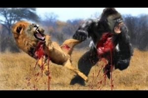 Most Amazing Wild Animal Attacks #13 - Gorilla Fighting, Lion vs Buffalo - CRAZIEST Animal Fights