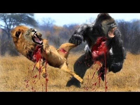 Most Amazing Wild Animal Attacks #13 - Gorilla Fighting, Lion vs Buffalo - CRAZIEST Animal Fights