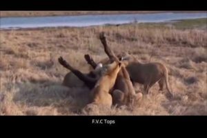 Most Amazing Wild Animal Attacks - Top 10 Craziest Animal Fights Caught On Camera #48