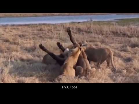 Most Amazing Wild Animal Attacks - Top 10 Craziest Animal Fights Caught On Camera #48