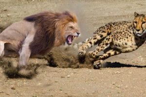 Most Amazing Wild Animal Fights | Lion vs Leopard vs Alligator vs Panther vs Cheetah