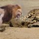 Most Amazing Wild Animal Fights | Lion vs Leopard vs Alligator vs Panther vs Cheetah