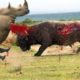 Most Amazing Wild Lion Attacks - Biggest wild animal fights - Animal Attacks Compilation – Gabel