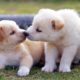 Most Cute Puppies Compilation 2015