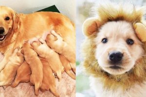 Mother Dogs and Cute Puppies Videos Compilation, Cute moment of Puppy - Cutest Animals! #3