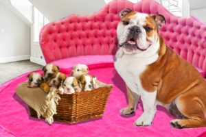 Mother English Bulldog in labor and gives birth to many cute puppies  Cute dog videos