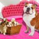 Mother English Bulldog in labor and gives birth to many cute puppies  Cute dog videos