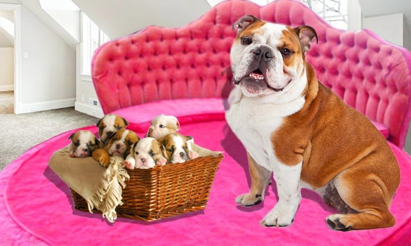 Mother English Bulldog in labor and gives birth to many cute puppies Cute dog videos