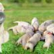 Mother Labrador Retriever has a funny time with her puppies- Cute Puppies Videos