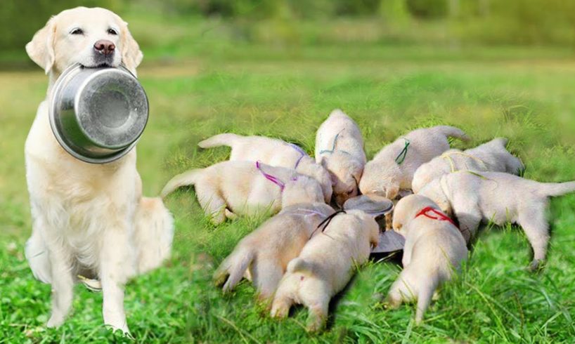 Mother Labrador Retriever has a funny time with her puppies- Cute Puppies Videos