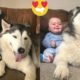 My Husky Promised from Day 1 she would always Protect my Baby! [CUTEST VIDEO EVER]