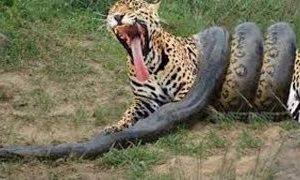 [NIVEL DIOS] Craziest Animal Fights Most Amazing Wild Animal Attacks Compilation {HD}