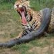 [NIVEL DIOS] Craziest Animal Fights Most Amazing Wild Animal Attacks Compilation {HD}