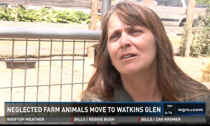 Neglected farm animals get better life at special rescue