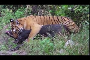 New Clever Animal Fights Animals At The Zoo! Rainforest Animals And African Animals