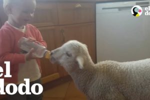 Niños hacen todo lo posible por salvar más animales | El Dodo