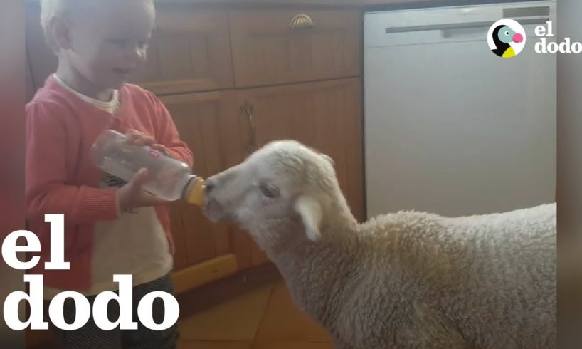 Niños hacen todo lo posible por salvar más animales | El Dodo