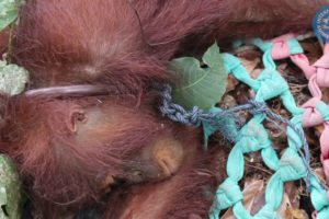 Orangutan rescued with rope still around its neck