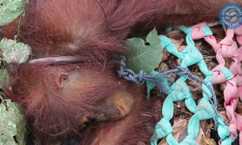 Orangutan rescued with rope still around its neck