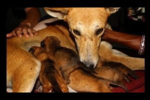 Orphaned puppies meet their new mom - Animals Rescued  Ep 141