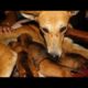 Orphaned puppies meet their new mom - Animals Rescued  Ep 141