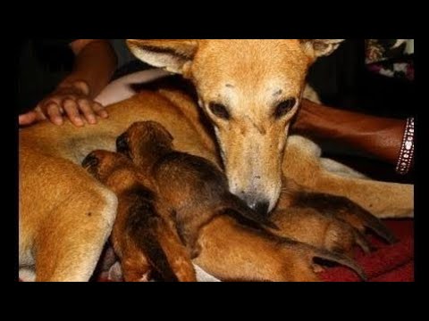 Orphaned puppies meet their new mom - Animals Rescued Ep 141