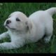 Os cachorrinhos mais fofos do mundo- The cutest puppies in the world