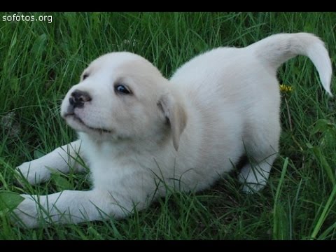 Os cachorrinhos mais fofos do mundo- The cutest puppies in the world