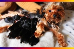 Our Pregnant Yorkie Terrier Dog Gives Birth Sucess To Many Cute Puppies