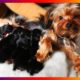Our Pregnant Yorkie Terrier Dog Gives Birth Sucess To Many Cute Puppies