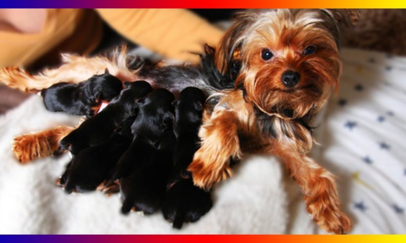 Our Pregnant Yorkie Terrier Dog Gives Birth Sucess To Many Cute Puppies