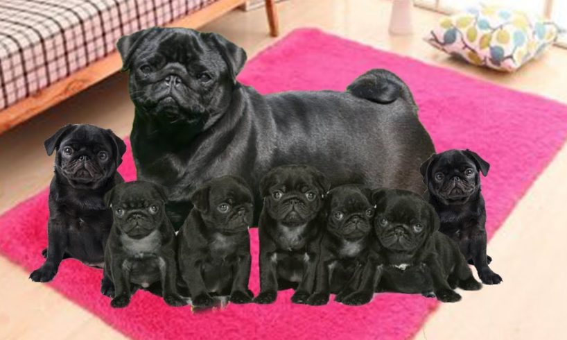 Our Pug dog in labor and having many cute puppies