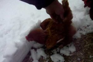 Our animals playing in the fresh snow - Part 1