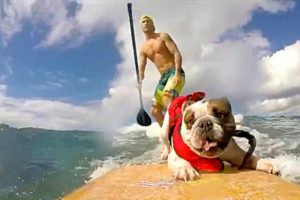 PEOPLE ARE AWESOME (PETS EDITION) | SURFING & SKATEBOARDING DOGS!